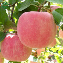 chines red fuji apple delicious red gala apple